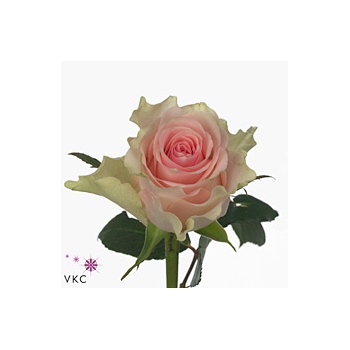 product/img.floraplaza.nl/LRTOP4-ART_Fotos-VBN-vbn110868.jpg