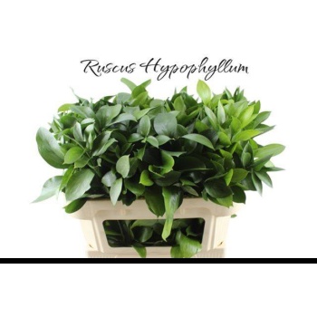 product/img.floraplaza.nl/LRUS7-LIVE_fotos-0x063EAAC622EED60B524CF603957B21149FA48E5F.jpg