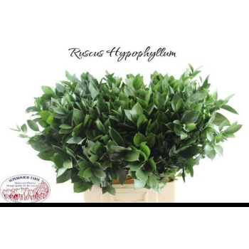 product/img.floraplaza.nl/LRUS7-LIVE_fotos-0x33A27325A4FD04ACD1A778D7FD7157A6C859BEF5.jpg product/img.floraplaza.nl/LRUS7-LIVE_fotos-0x33A27325A4FD04ACD1A778D7FD7157A6C859BEF5.jpg