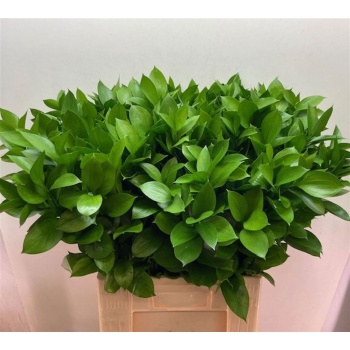 product/img.floraplaza.nl/LRUS7-LIVE_fotos-0x9498F299A11BF2CA193E0A83BD37AE18E11BE6A7.jpg