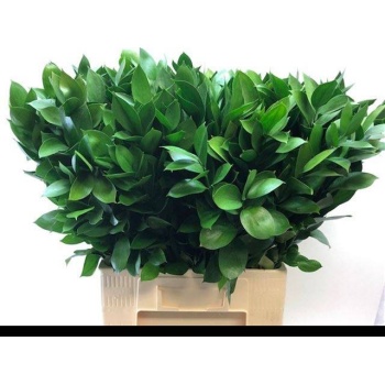 product/img.floraplaza.nl/LRUS7-LIVE_fotos-0xDBEA37F6C59BB07CEE075964D0084D2F5907F83A.jpg