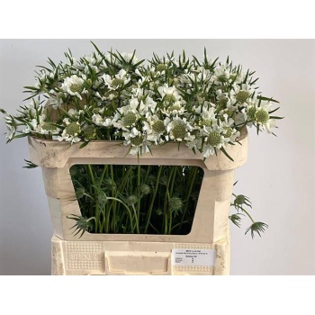 product/img.floraplaza.nl/LSCACAUW6-LIVE_fotos-0xE74A8D59BD57ADF469536BB029F034F5DF1B0AA6.jpg