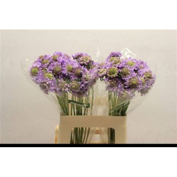 product/img.floraplaza.nl/LSCALAV6-LIVE_fotos-0xBE0FB3795F2D7EC5E98EF7540A11B3AD6DC45768.jpg