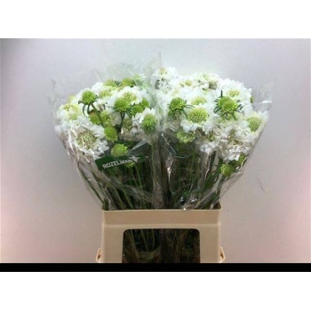 product/img.floraplaza.nl/LSCASCOW6-LIVE_fotos-0xCBDDC1D9219AF8D0ABA79F41E373B536EC8C6B6C.jpg