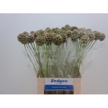 product/img.floraplaza.nl/LSCASTE6-LIVE_fotos-0xC53BD3811ABEF8F11E7DB2E837FA87A5E2D5F65A.jpg