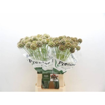 product/img.floraplaza.nl/LSCASTE7-LIVE_fotos-0x4CF0CD71B79531192D9954FC0EFE7B0D7891C893.jpg