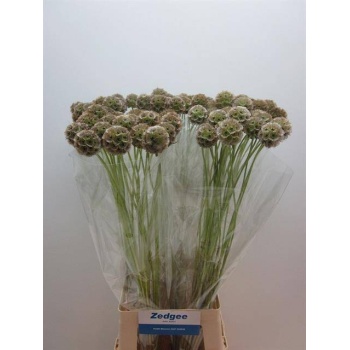 product/img.floraplaza.nl/LSCASTE8-LIVE_fotos-0xEFC33B845CC1D47AB5EE7C1D0EEAAECE75C369D6.jpg