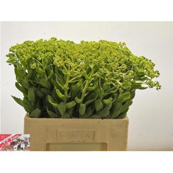 product/img.floraplaza.nl/LSEDSPE60-LIVE_fotos-0xA825D16DD110E0D9EB9C6708FF1BEA2C6DD09D71.jpg
