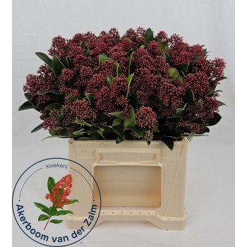 product/img.floraplaza.nl/LSKIRUB4-LIVE_fotos-0xF671CECD86EA3171649BE5752B01D57FAAF62CCF.jpg