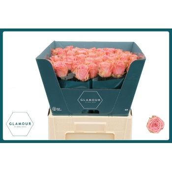 product/img.floraplaza.nl/LSOPL6-LIVE_fotos-0xFB4D9300130B6BF62A1E7F789F1577CB64E3EAA9.jpg