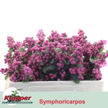 product/img.floraplaza.nl/LSYM5MAGRUBG-LIVE_fotos-0x8372B1FD94C3730F2636EFCF6C9AD29A860D2B47.jpg