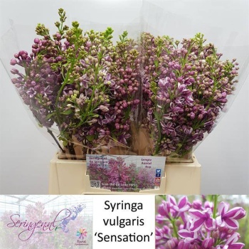 product/img.floraplaza.nl/LSYR4SEN-LIVE_fotos-0xE2BCBB30F7C7A24FEB5E67F0C9D42942F07CF60C.jpg