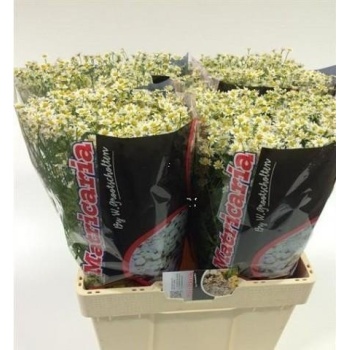 product/img.floraplaza.nl/LTANSINV6-ASSORTI_fotos-MVA-Grootscholten - Matrecaria single vegmo camille.jpg
