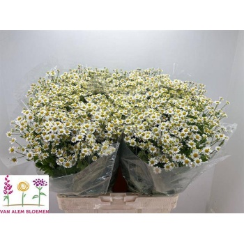 product/img.floraplaza.nl/LTANSINV6-LIVE_fotos-0x8605208F54A2915F717415FABEA696D0A08F1409.jpg