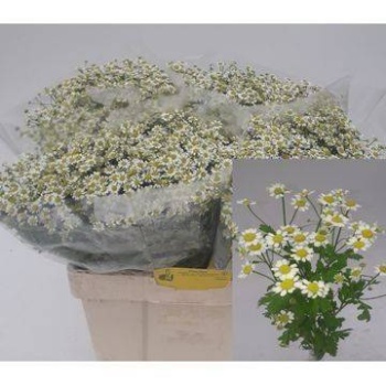 product/img.floraplaza.nl/LTANSINV6-LIVE_fotos-0xA9F4D816AEA996B99CADBC3FC4943940763F90C3.jpg
