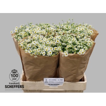 product/img.floraplaza.nl/LTANSINV6-LIVE_fotos-0xAC7597B68717B9113CC5619ABA967E8A5BECC400.jpg