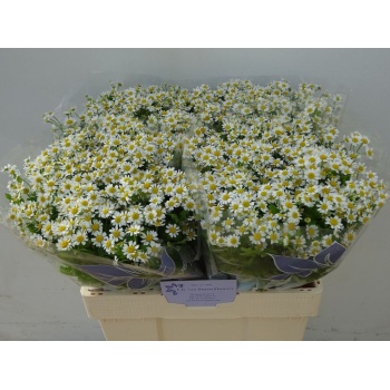 product/img.floraplaza.nl/LTANSINV6-LIVE_fotos-0xDD239070922534B7B1B5DE181D265DFB5954CD4C.jpg