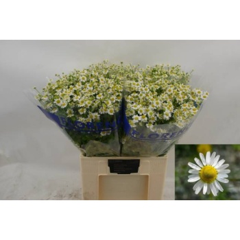 product/img.floraplaza.nl/LTANSINV6-LIVE_fotos-0xE453FA5457059BEB5DF0B72DA8B3C47684EAA0E1.jpg