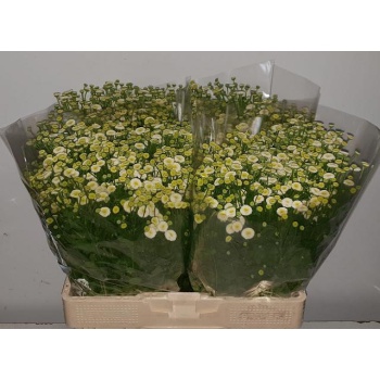 product/img.floraplaza.nl/LTANSNO6-LIVE_fotos-0xF4CCDD506DFA7E5D9341E0D725388CE06B7344A1.jpg