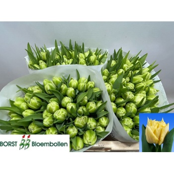product/img.floraplaza.nl/LTULAVAG-LIVE_fotos-0x7780DDFF7DACCBACA856D7D720125F73B125FACE.jpg