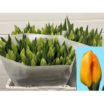 product/img.floraplaza.nl/LTULBRIS-LIVE_fotos-0xC45EFEBBCE7C9435A312E2BE5718BB125E0C1A48.jpg