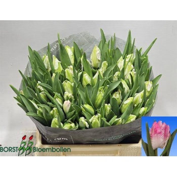 product/img.floraplaza.nl/LTULCAB-LIVE_fotos-0x9353A4FB7D11D6C7304E35270901715365A9410E.jpg