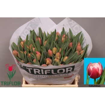 product/img.floraplaza.nl/LTULCOL-LIVE_fotos-0x7AEC5BF7E7F1CC7E4F39CB4B8F47C3D5B63A09EC.jpg
