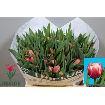 product/img.floraplaza.nl/LTULCOL-LIVE_fotos-0xD183D42EB1678CD1316A0AAE11A4951FDB046141.jpg