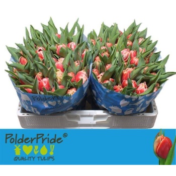product/img.floraplaza.nl/LTULCON-LIVE_fotos-0x688AA6A730D9DEC758852CCCECC9C0D2F5E287A4.jpg