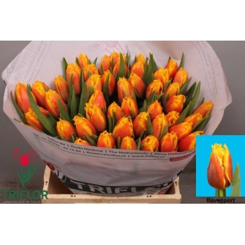product/img.floraplaza.nl/LTULDAV-LIVE_fotos-0x9E055245C85C0BDD648F09239A5A7AF52D9E0EFC.jpg