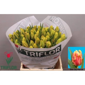 product/img.floraplaza.nl/LTULDEEJP-LIVE_fotos-0x19DFDC43A3F4F9DEFE4748B643D0DBC45825F5DF.jpg