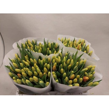 product/img.floraplaza.nl/LTULDEN-LIVE_fotos-0xF7B8C2E07DD987A38C2BA471FCDAD6E5D82C7C14.jpg