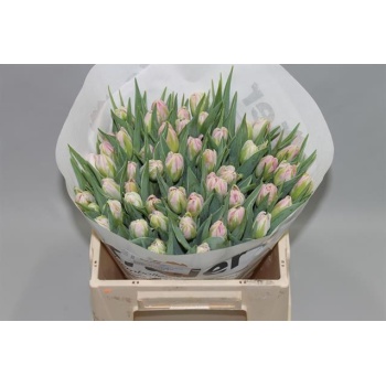 product/img.floraplaza.nl/LTULDOT-LIVE_fotos-0xC1895F87758FDF9F18072784B0AB495E39E8BE53.jpg