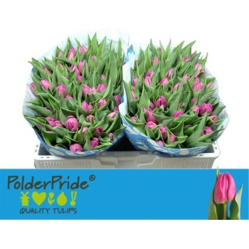 product/img.floraplaza.nl/LTULDOUPR-LIVE_fotos-0x5C5169B9AC2AE45C130D3AB9430731A234C09050.jpg