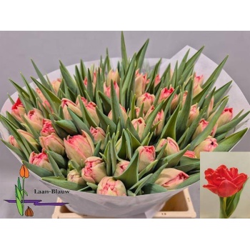 product/img.floraplaza.nl/LTULDOUT-LIVE_fotos-0xBE07C269EC45C79F12E1E7993CAC6C8AE86FE333.jpg