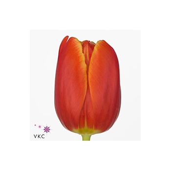 product/img.floraplaza.nl/LTULESTB-ART_fotos-VBN-vbn108553.jpg