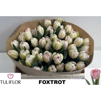product/img.floraplaza.nl/LTULFOX-LIVE_fotos-0x1EBA37C915350E5D932169744BA8C7A22B893F19.jpg