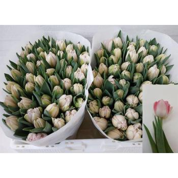 product/img.floraplaza.nl/LTULFOX-LIVE_fotos-0x4C20C5A6C1916D4C73A71F53099FCAC39F47FA6A.jpg