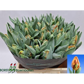product/img.floraplaza.nl/LTULIREP-LIVE_fotos-0x4CB26E5361AEA4FE3EC54030D79D0141A41C5255.jpg