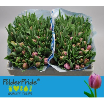 product/img.floraplaza.nl/LTULKAT-LIVE_fotos-0xB6113681221F4DB7E06B6B7963F20DABB2F25AC1.jpg