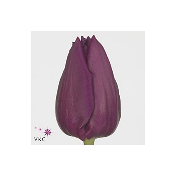 product/img.floraplaza.nl/LTULLAP-ART_Fotos-VBN-vbn104199.jpg