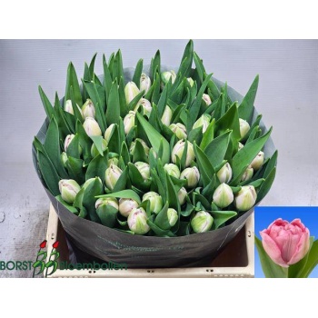 product/img.floraplaza.nl/LTULMAR-LIVE_fotos-0xA32E0036201E60BBAA473849F84940FB81A45B07.jpg