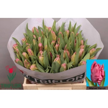 product/img.floraplaza.nl/LTULMARP-LIVE_fotos-0x2F305FDA11AC58D328325ECF8EA245FCA15451E6.jpg