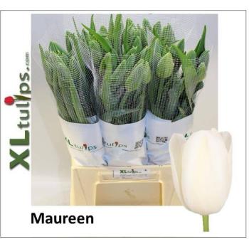product/img.floraplaza.nl/LTULMAUR-LIVE_fotos-0xE5C25A3AF0D1CDE37204876E78D84E9185DE0379.jpg