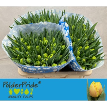 product/img.floraplaza.nl/LTULMONS-LIVE_fotos-0xEA0A3508A80996D817BA80002BFB9B3C5BAEB840.jpg