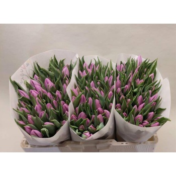 product/img.floraplaza.nl/LTULNANP-LIVE_fotos-0x9D393A296A48E6CBFA2839C94C226CC5F6E2809D.jpg