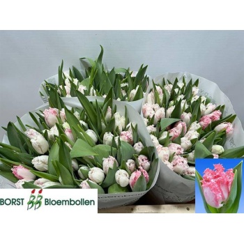 product/img.floraplaza.nl/LTULNEGL-LIVE_fotos-0x444CA12745C1B0825642F2A858976D38D23DA876.jpg