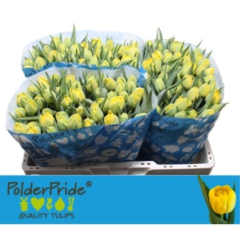 product/img.floraplaza.nl/LTULNIK-LIVE_fotos-0x0A81B7F14CF090B3A7EA630A30A78C108DE0FE0F.jpg
