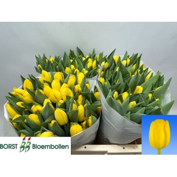 product/img.floraplaza.nl/LTULNOVS-LIVE_fotos-0x874C401D4C2AA0112C457A56D4FF226DC8179A0A.jpg
