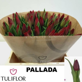 product/img.floraplaza.nl/LTULPAL-LIVE_fotos-0x74DF7455C227F7C3AC8BD3A717CDF399CA6EA303.jpg